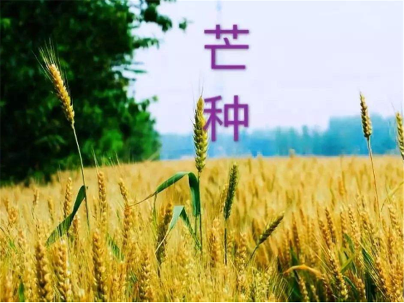 什么是二十四節氣——芒種？
